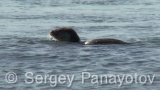 Video of European Otter - European Otter hunting and eating fish along the coast and the cliffs of Sinemorets